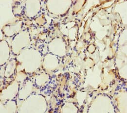 CRBN / Cereblon Antibody