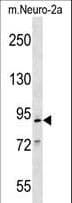 Polyclonal Rabbit anti-Mouse MCM2 Antibody (aa713-742, WB)