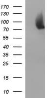 Junctophilin 2 / JPH2 Antibody (clone OTI1E1, Carrier-free)
