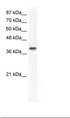 TFAP4 / AP-4 Antibody (aa198-247)