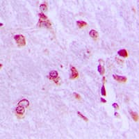ARHGAP18 Antibody (C-Terminus)