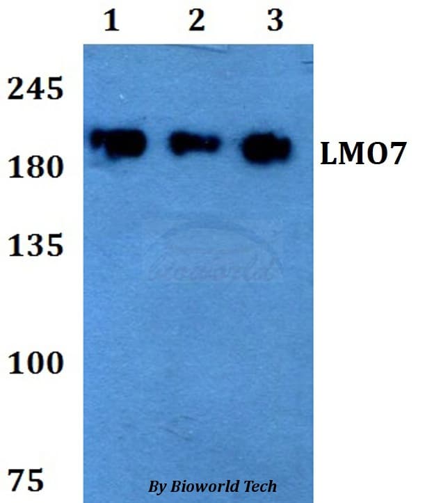 Polyclonal Rabbit anti-Human LMO7 Antibody (WB)