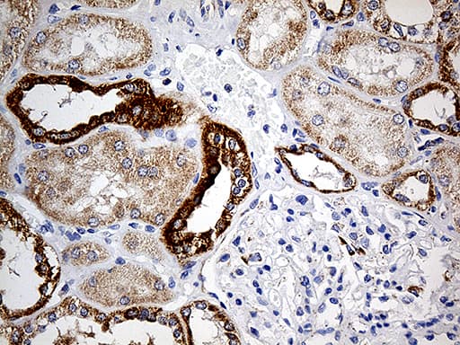 COX17 Antibody (aa2-63, clone OTI7H5)