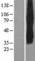 SLC2A5 / GLUT5 Protein (Over-Expression Lysate Myc-DDK (Flag))