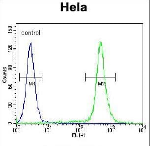 C18orf8 / MIC1; Antibody (aa34-66)