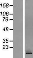 CRTAM Protein (Over-Expression Lysate Myc-DDK (Flag))
