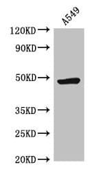 HRH3 / Histamine 3 Receptor Antibody