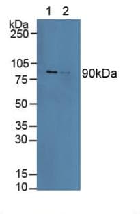CANX / Calnexin Antibody (aa239-461)