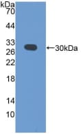 PDCD6IP / ALIX Antibody (aa1-239, APC)