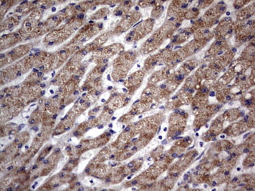 TRIM54 / MURF Antibody (aa166-400, clone OTI5A11)