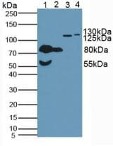 CDH2 / N Cadherin Antibody (aa50-276)