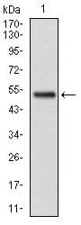 GSTM1 Antibody (clone 1H4F2)