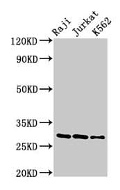 Polyclonal Rabbit anti-Mouse GZMA / Granzyme A Antibody