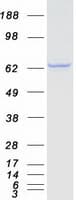 Human CTNNBL1 / NAP Protein (Recombinant Myc-DDK (Flag))