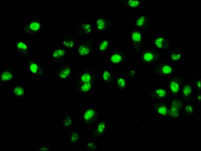 HIST1H4I Antibody