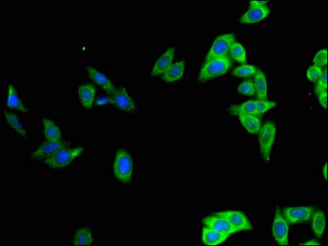 Polyclonal Rabbit anti-Human POU2F2 / OCT2 Antibody (IHC, IF, WB)