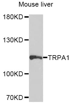 TRPA1 Antibody