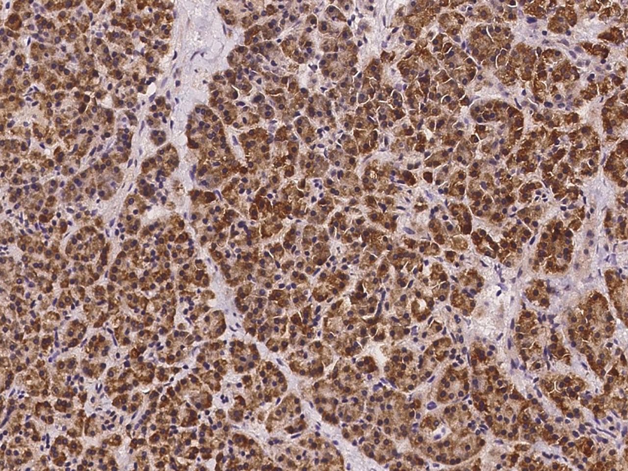 SSR4 Antibody