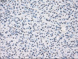 FCGR2 / CD32 Antibody (clone OTI13G9)