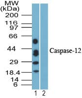 CASP12 / Caspase 12 Antibody (aa100-116)
