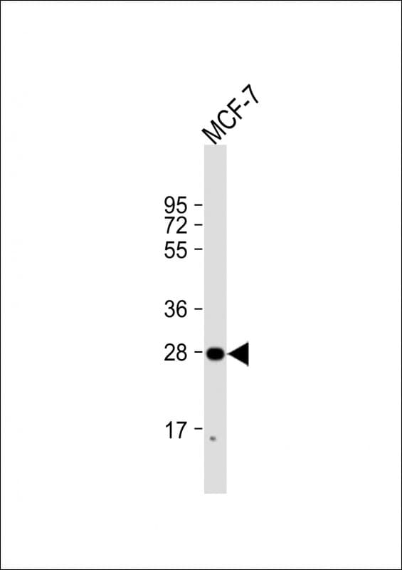 H1FNT Antibody (aa59-93)