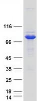 Human HSD17B4 Protein (Recombinant Myc-DDK (Flag))