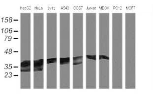 MAP2K3 / MEK3 / MKK3 Antibody (clone OTI3C9)
