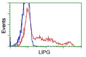 LIPG / Endothelial Lipase Antibody (clone OTI2A5)