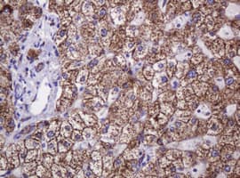 HSPD1 / HSP60 Antibody (clone OTI3G10)