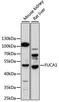 Alpha Fucosidase / FUCA1 Antibody