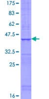 Human TMEM50B Protein (Recombinant GST)