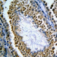 MCM3AP / GANP Antibody (C-Terminus)