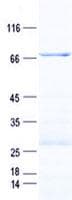 Human CTSD / Cathepsin D Protein (Recombinant GST, N-terminus + His, C-terminus)