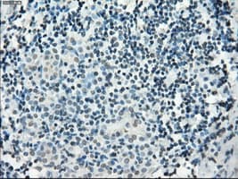 PDE10A Antibody (clone OTI1C9)