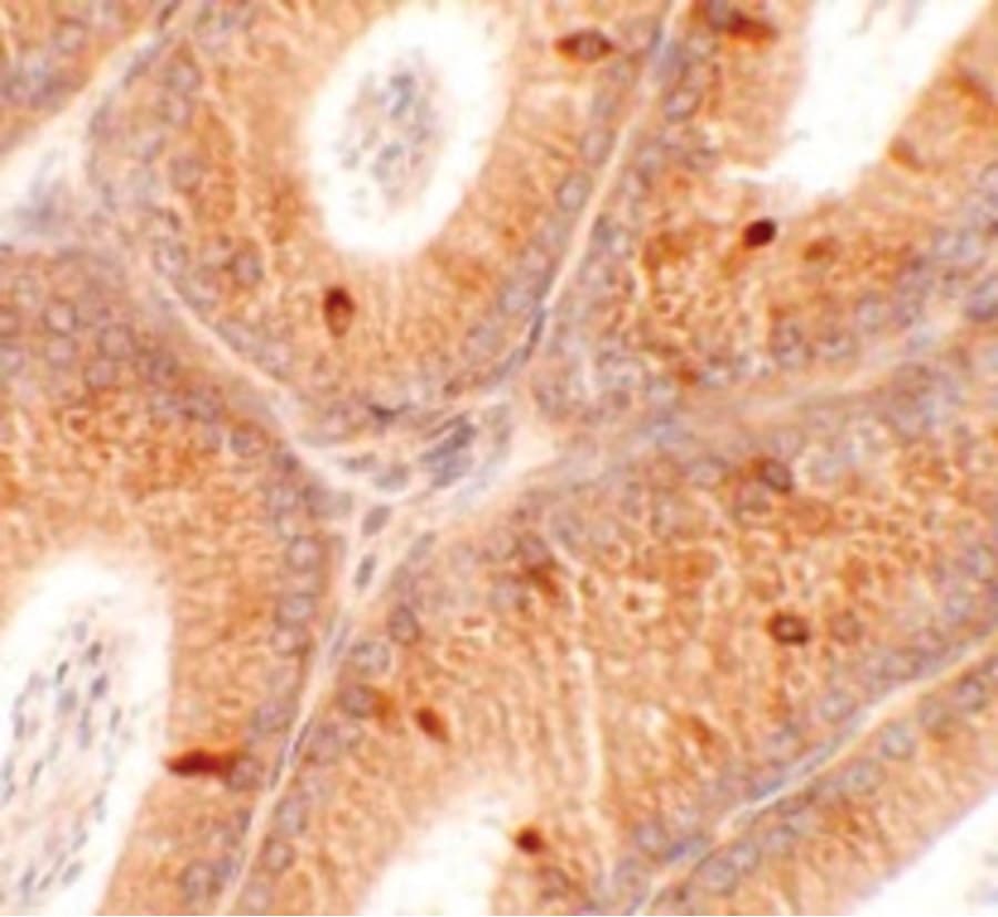 Polyclonal Rabbit anti-Human SPATA4 Antibody (IHC, IF, WB)