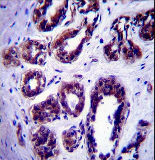 ATG9B Antibody (aa892-921)