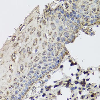 GBF1 Antibody
