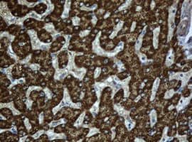 SCAD / ACADS Antibody (aa34-260, clone OTI1D2, Carrier-free)