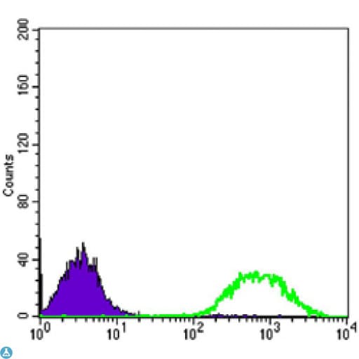 ETS1 / ETS-1 Antibody