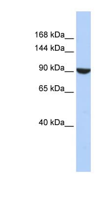 Polyclonal Rabbit anti-Human PWP2H / PWP2 Antibody (aa576-625, WB)