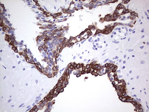 Monoclonal Mouse anti-Human KRT19 / CK19 / Cytokeratin 19 Antibody (clone OTI5F4, aa240-390, IHC, WB)