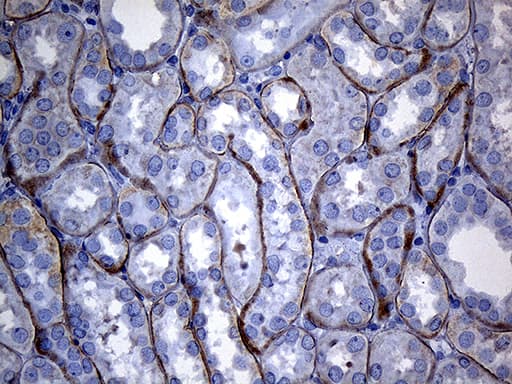 SPC18 / SEC11A Antibody (clone OTI1A12)