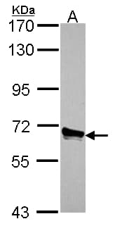 ACOX3 Antibody (aa408-603)