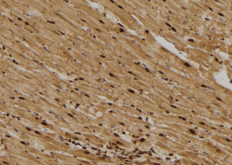 CDCA8 / Borealin Antibody