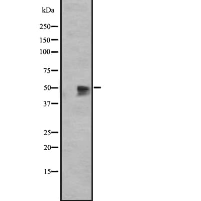 GPR12 Antibody