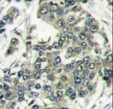 EIF4E Antibody (aa32-61)