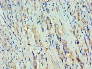RFX5 Antibody (aa367-616)