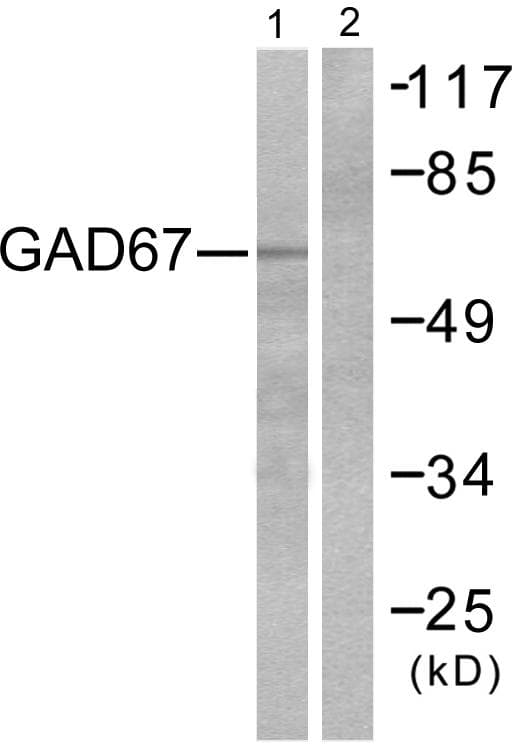 GAD1 / GAD67 Antibody