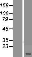 USMG5 Protein (Over-Expression Lysate Myc-DDK (Flag))