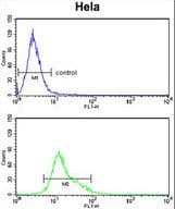 TRAIL-R4 / DCR2 Antibody (aa252-278)